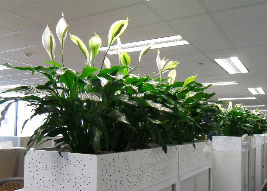 植物的擺放都有哪些好處？