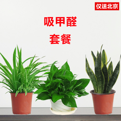 北京望京花卉租擺都有哪些植物租賃價格怎么樣？