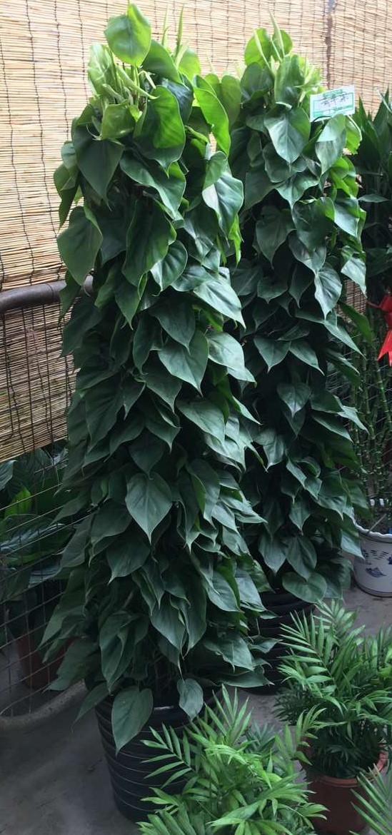 北京喜蔭花卉盆栽養(yǎng)護(hù)方法有哪些？