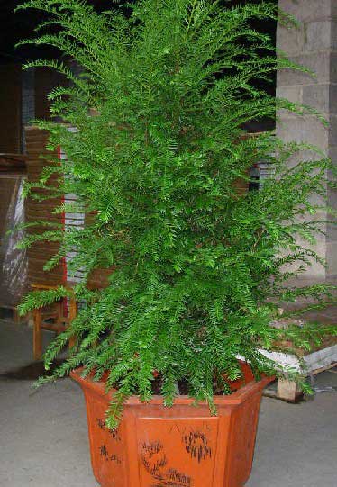 北京花卉租賃什么植物冬天比較好養(yǎng)護(hù)？