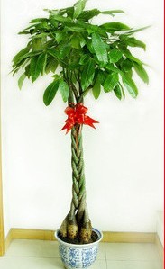 北京綠植租擺公司發(fā)財(cái)樹(shù)怎么養(yǎng)護(hù)