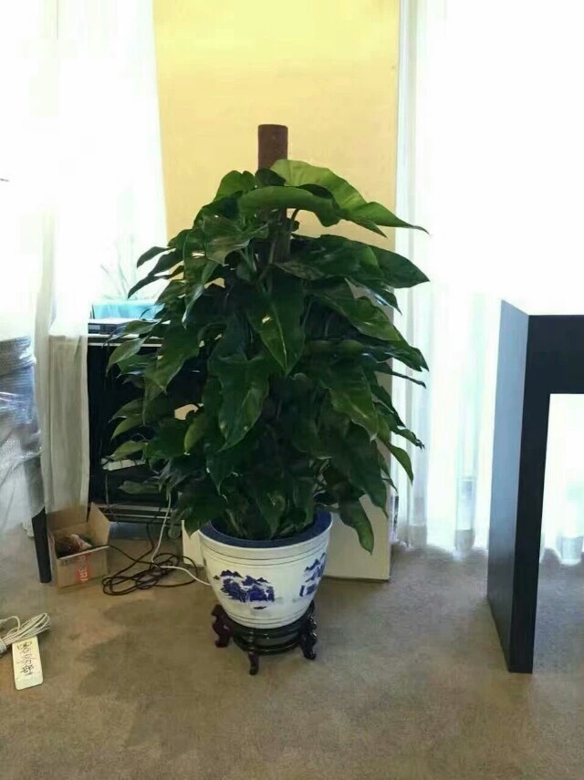 北京花卉租賃為什么對(duì)企業(yè)更劃算？
