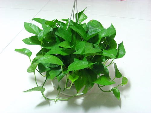 北京花卉租擺有哪些適合家庭養(yǎng)的綠植？