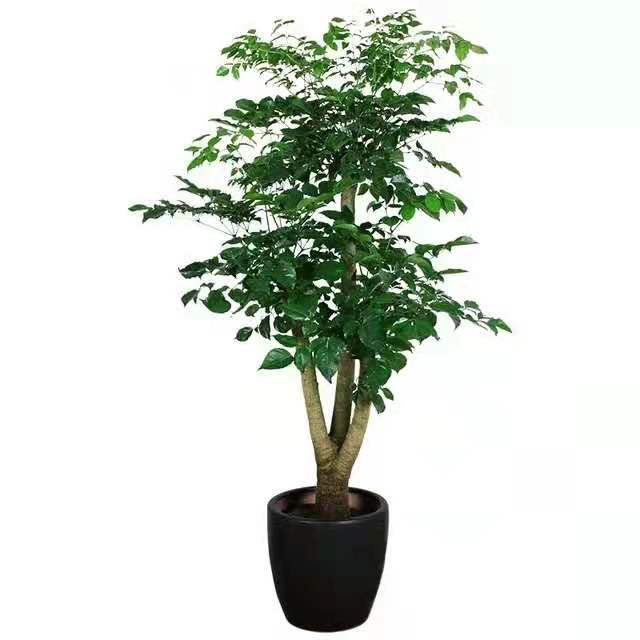 冬季適合水插以下花卉，只要做到以下幾點，生長迅速很好 北京花卉租擺公司