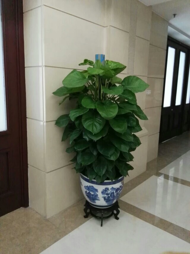 北京花卉銷售公司-室內(nèi)不適合養(yǎng)什么花草植物，室內(nèi)養(yǎng)花禁忌