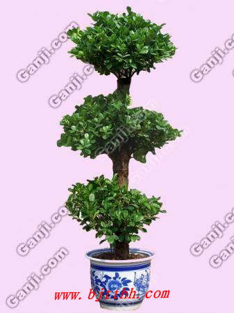 北京花卉綠植養(yǎng)護-榕樹黃葉掉葉怎么辦