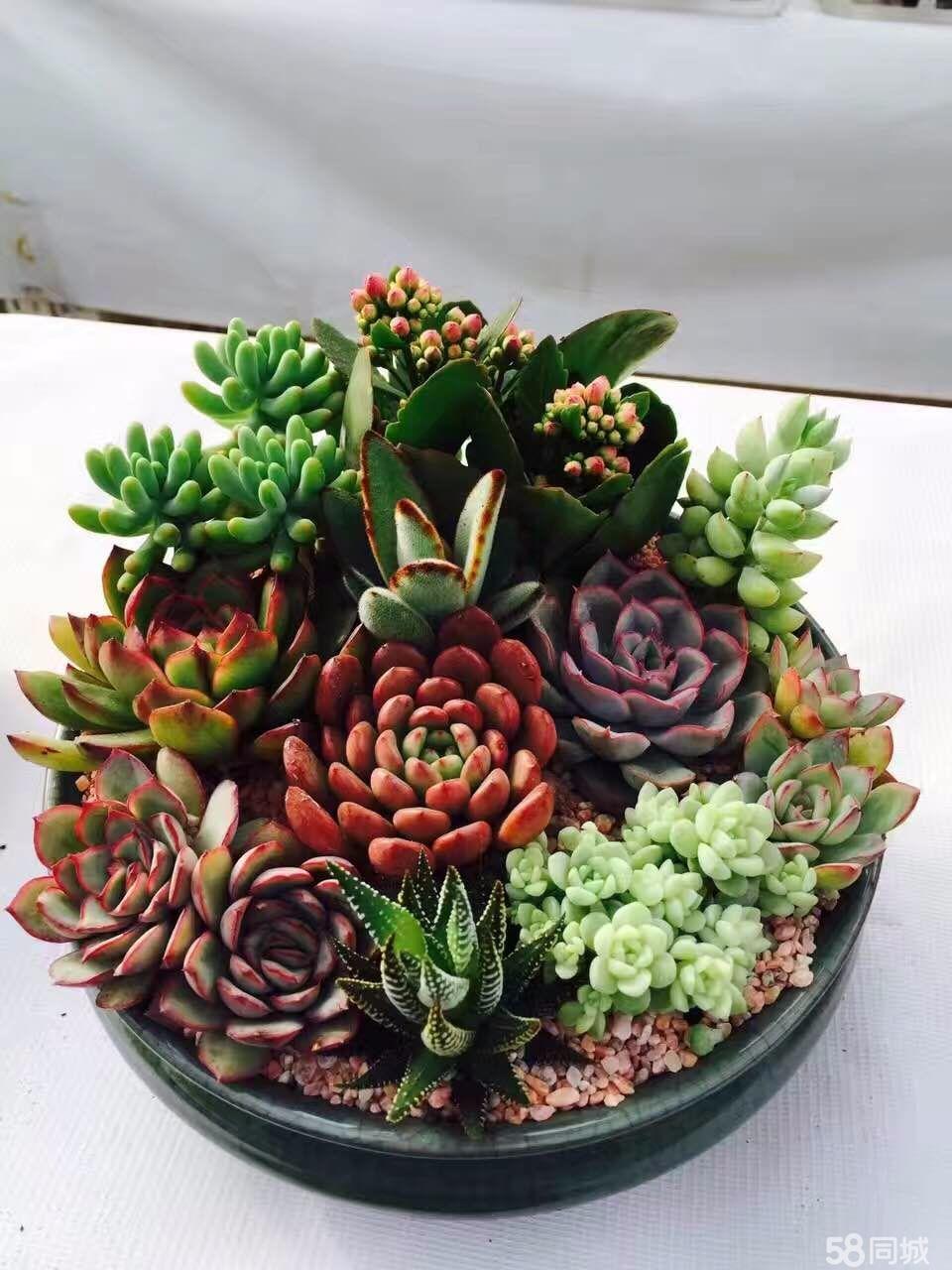 陶碳球負離子植栽怎么種？