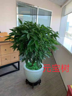 冬季養(yǎng)花，學(xué)會(huì)這6點(diǎn)，什么花都能養(yǎng)好!