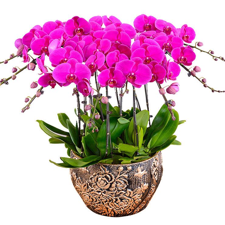 辦公室綠植租賃哪家好？應(yīng)該如何來(lái)選擇這些綠色植物呢？