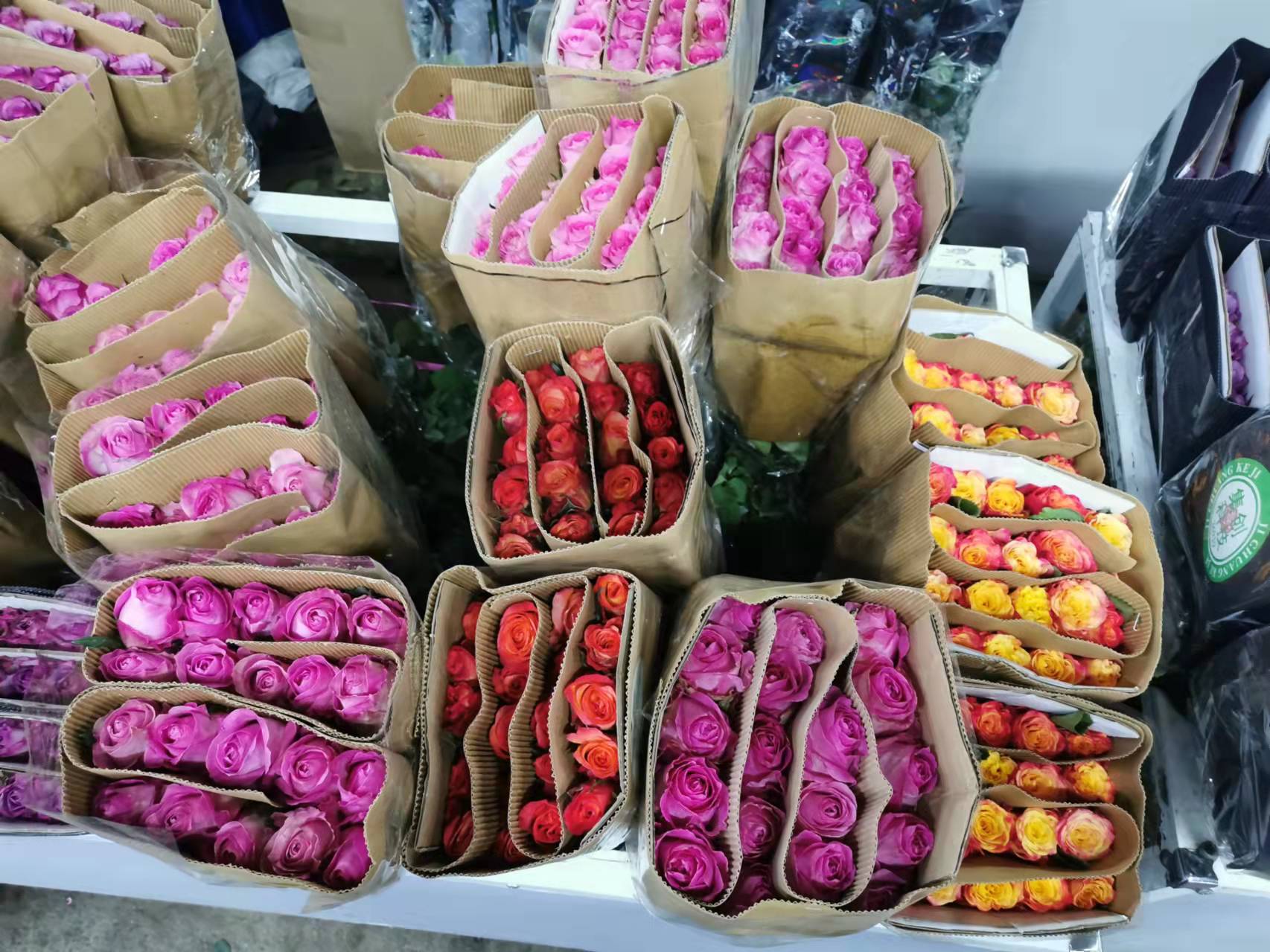 花卉月季好養(yǎng)護嗎？