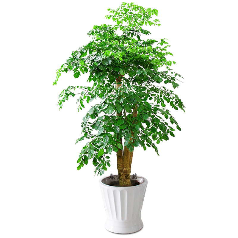 在放置陽臺植物時，應(yīng)注意調(diào)節(jié)陽臺的空氣濕度