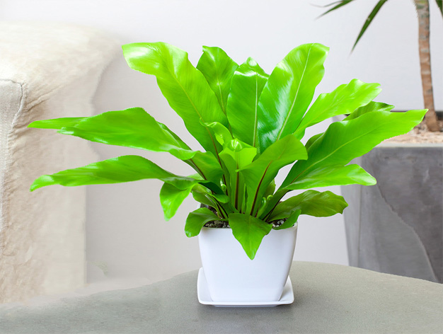 http://www.sunfuren.cn北京花卉租擺公司北京綠植租賃公司   