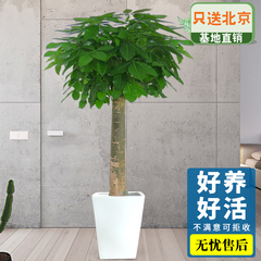 北京辦公室綠植租賃流程有哪些？