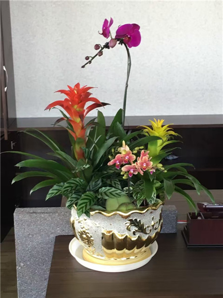 植物租擺公司，不僅僅是提供鮮花那么簡(jiǎn)單