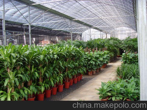 北京花卉租擺公司環(huán)境的重要性有哪些？