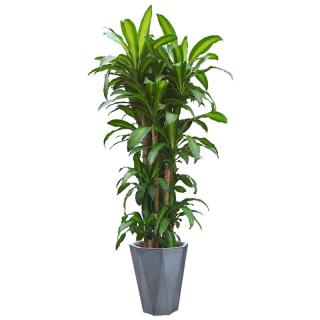 大興區(qū)辦公室綠植養(yǎng)護標(biāo)準及工作流程