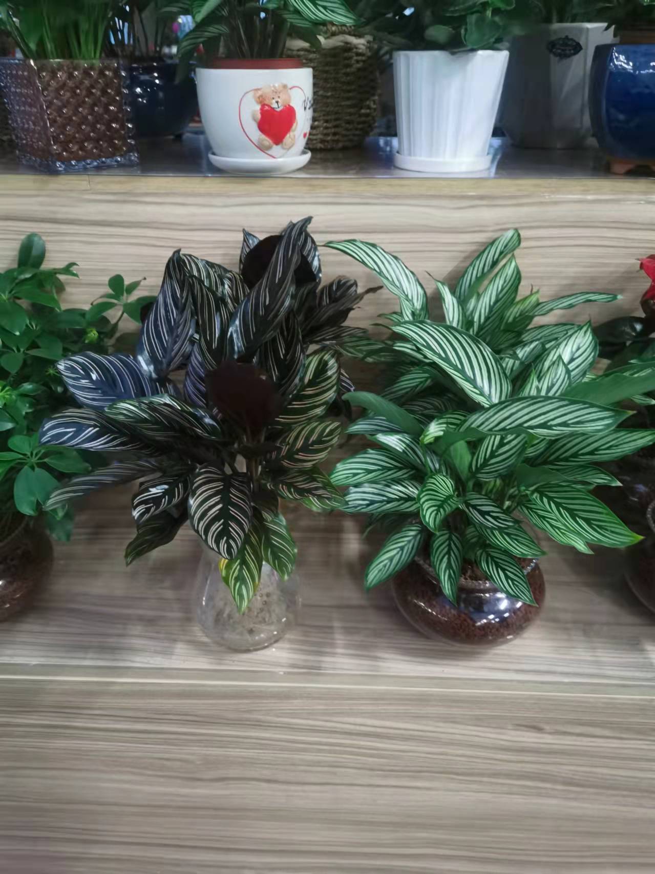 北京朝陽區(qū)綠植租擺公司：孔雀竹芋怎樣養(yǎng)護？