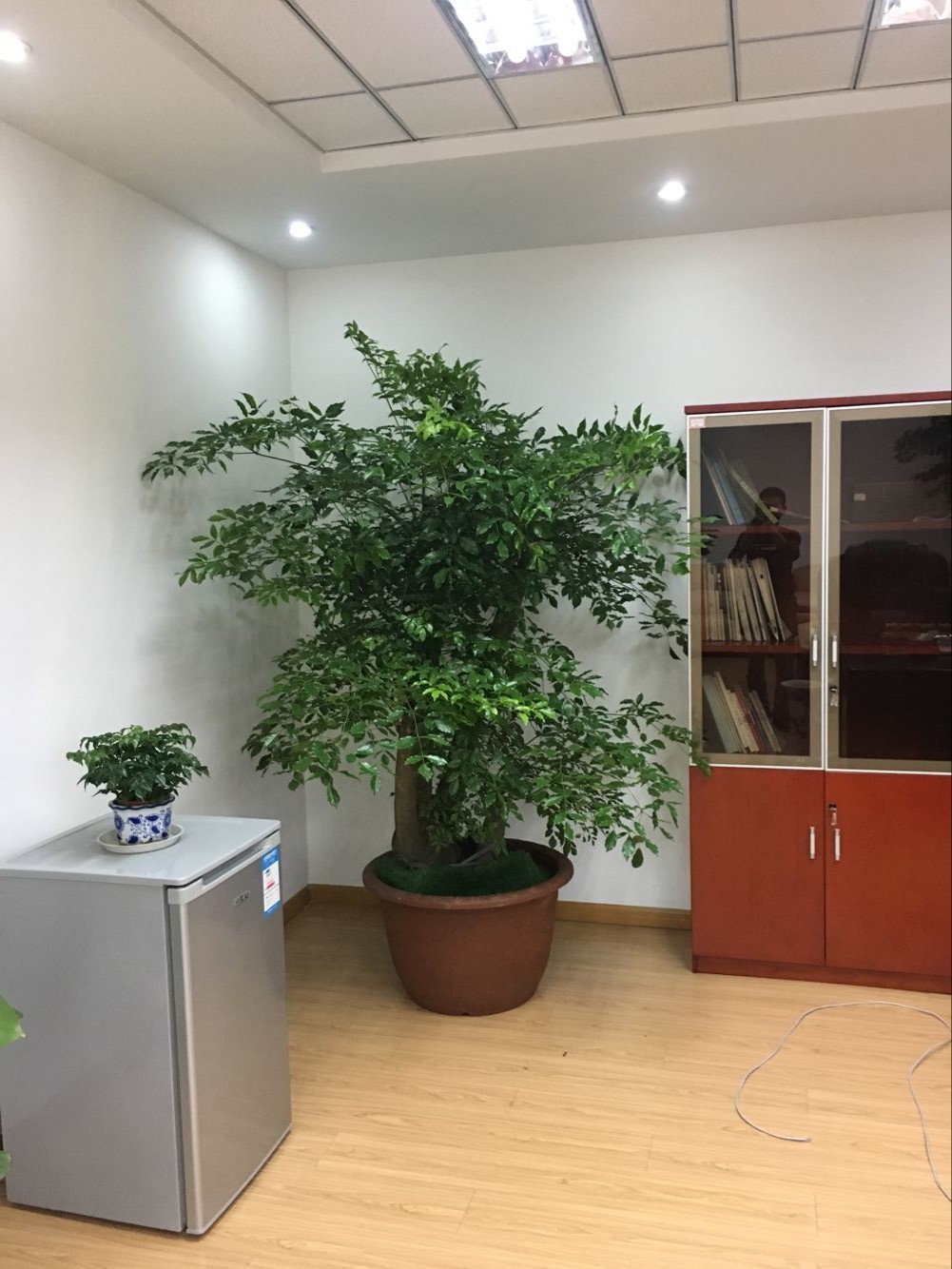 室內(nèi)綠植租賃多少錢？好處和擺放建議有哪些？