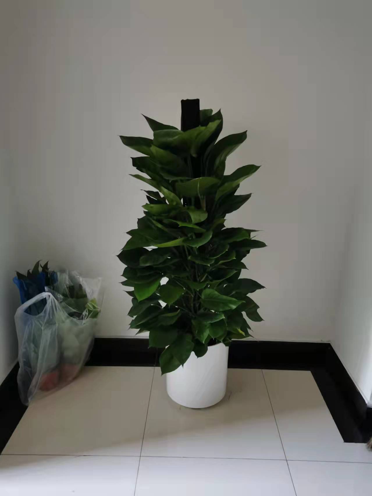 北京綠植養(yǎng)護(hù)-金鉆花有毒嗎？它有什么作用與功效？