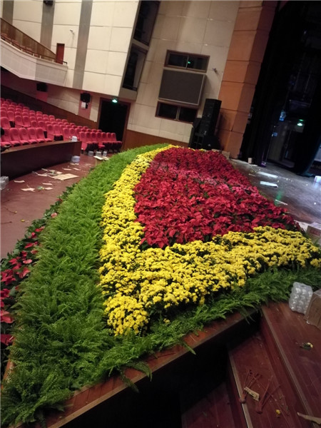 北京花卉植物菊花的種植簡單，記住這4點(diǎn)，開花更大
