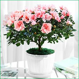 北京花卉公司繡球花夏天怎么養(yǎng)，需要注意什么呢？