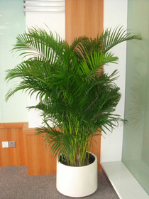 北京花卉租賃公司-鳳尾竹盆栽葉枯怎么辦？