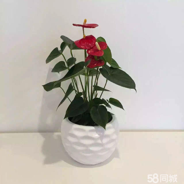 長壽花生蟲不要急，學(xué)會這4點，輕松解決