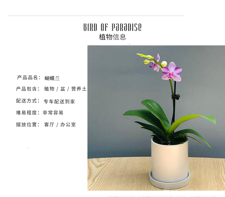 北京花卉養(yǎng)護公司幾種花卉便宜又好養(yǎng)，陽臺盆栽上幾盆，全年開花不停