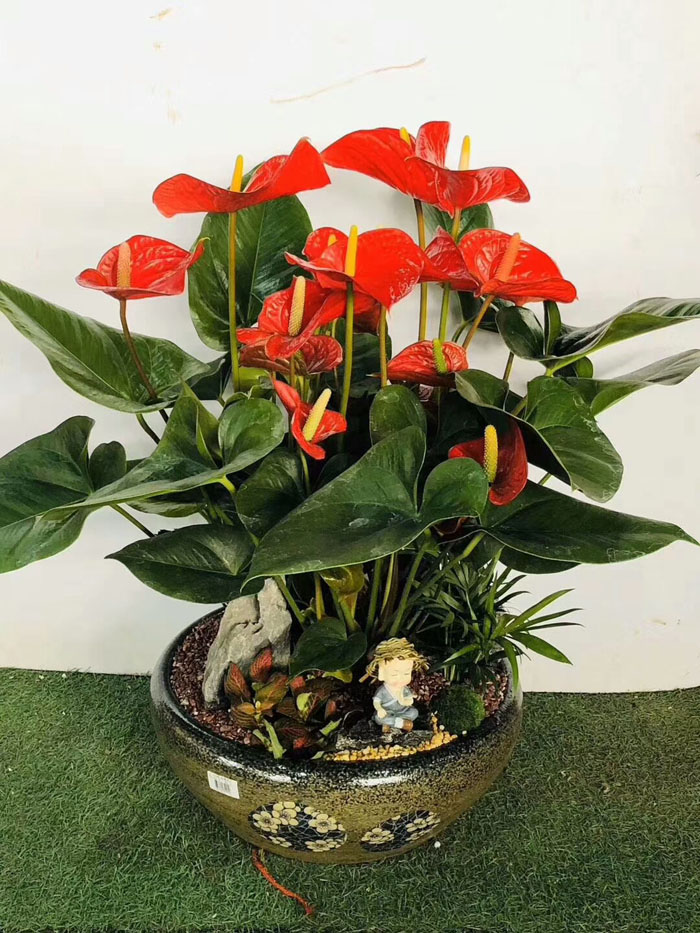 ?紅掌花干枯是怎么回事？