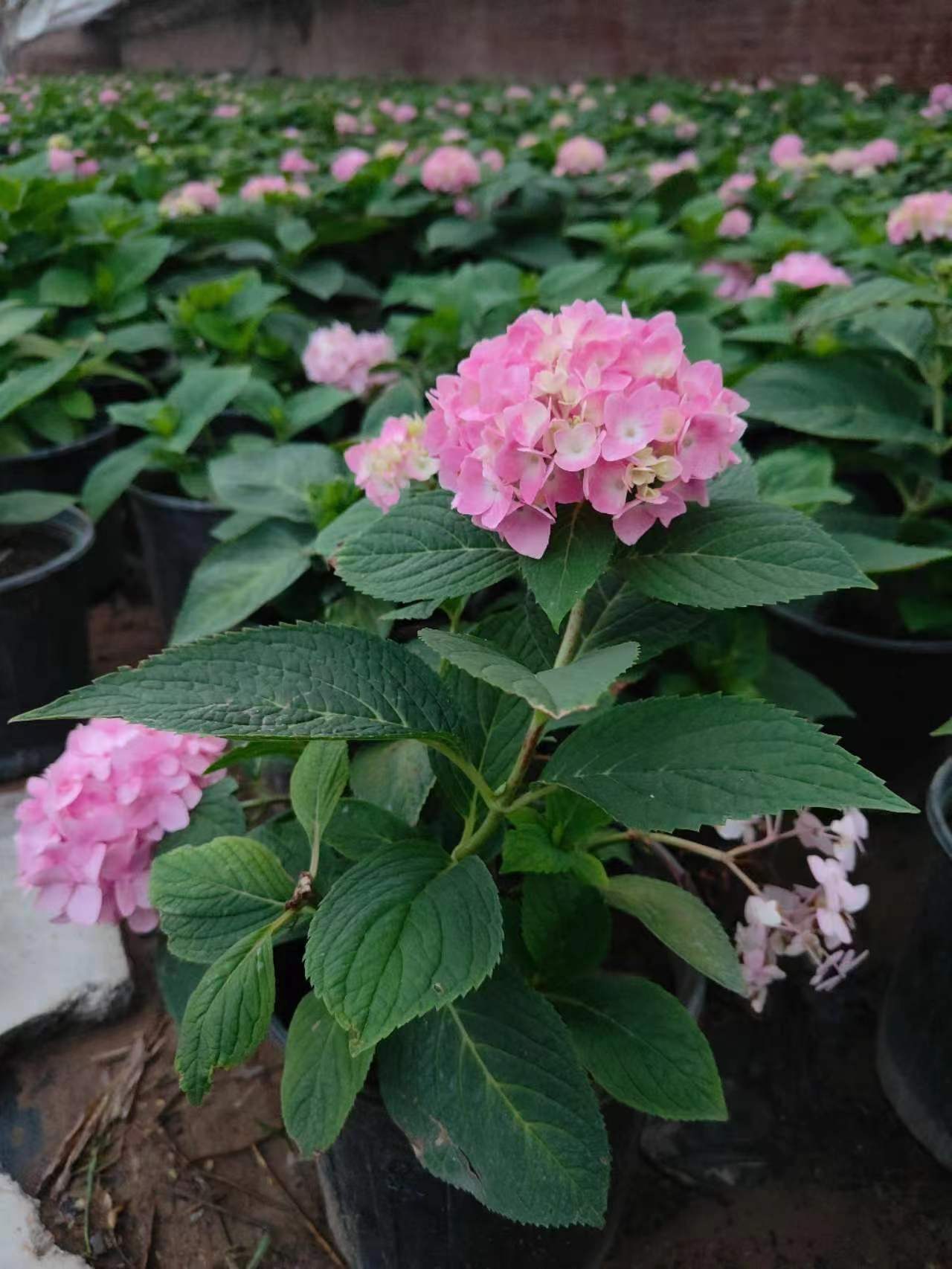 大麗花冬天如何養(yǎng)護(hù)的方法？