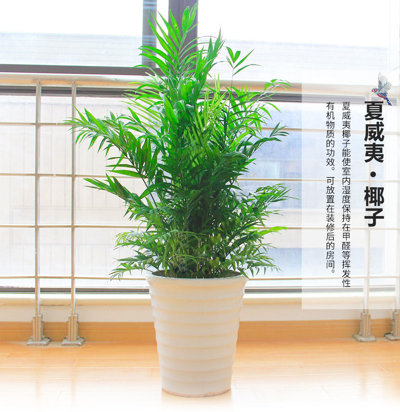 石斛花后要怎么修剪？修剪后要怎么養(yǎng)護(hù)？