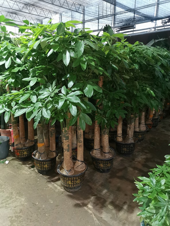 北京綠植租擺公司發(fā)財(cái)樹葉子有斑怎么辦？