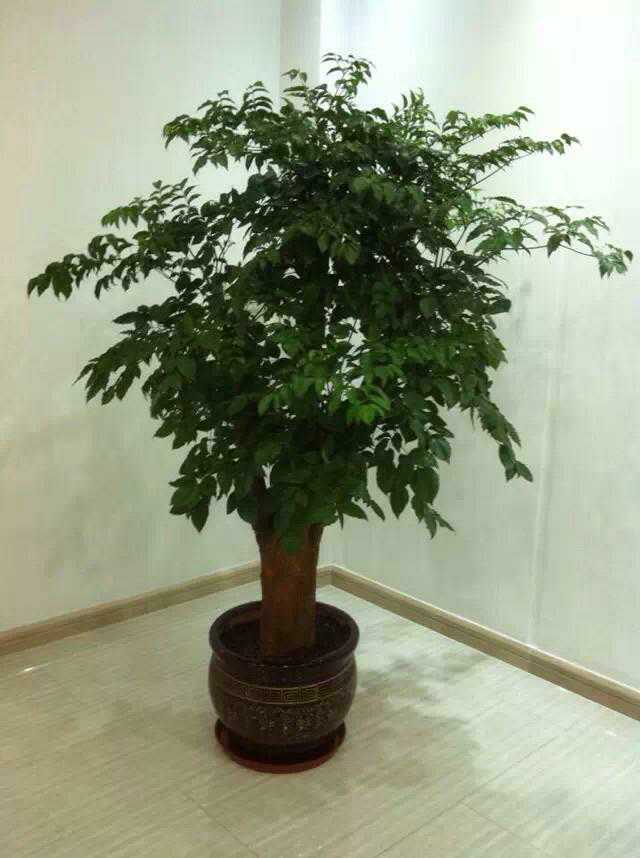 北京綠植租擺公司幸福樹怎么養(yǎng)護(hù)？