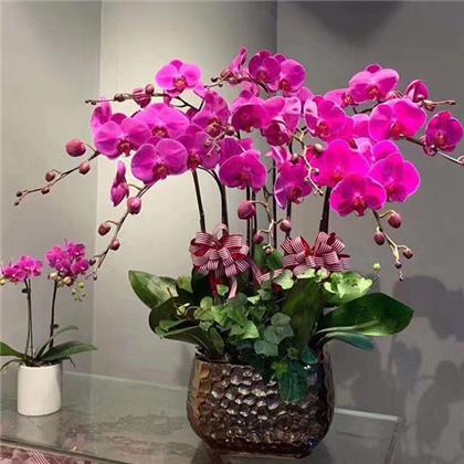 超耐寒的北美冬青要怎么養(yǎng)護呢？
