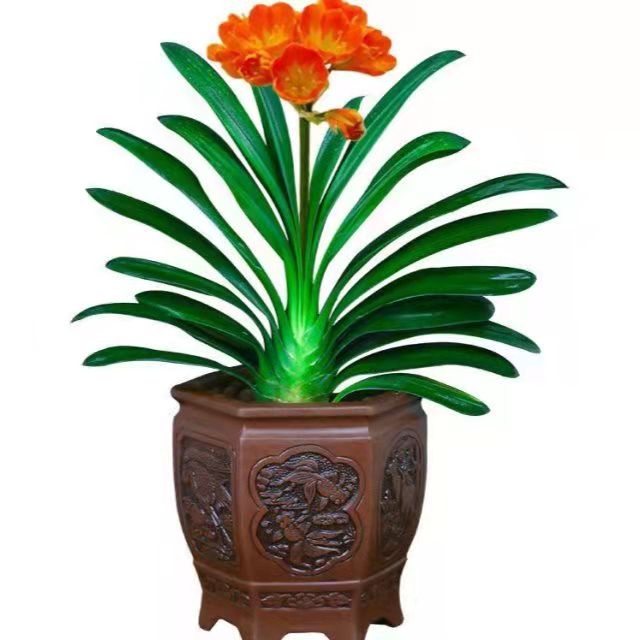 春天花卉開花植物，要做好哪些工作？