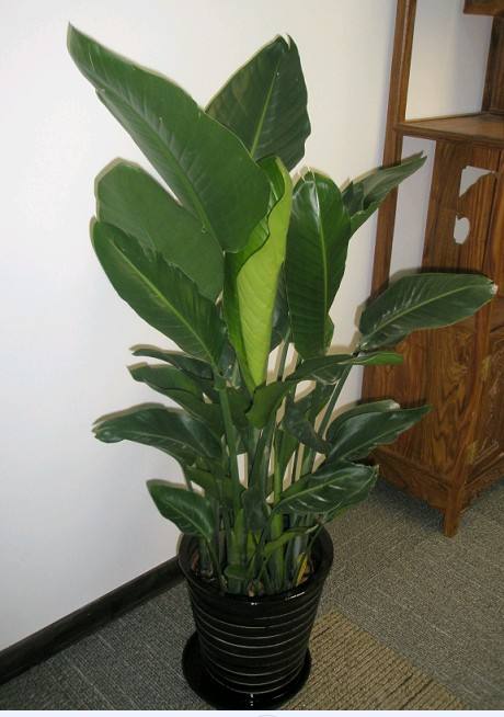 春天如何給綠植花卉澆水？