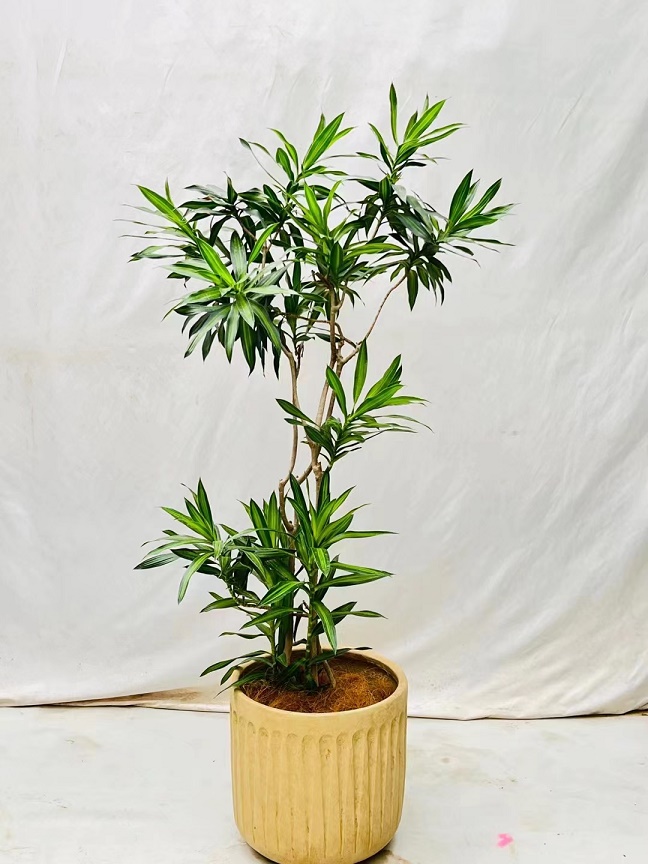 植物養(yǎng)護(hù)不會養(yǎng)怎么辦？植物專業(yè)知識不會怎么辦？