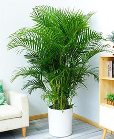 北京植物租擺西城區(qū)綠植租擺阜成門(mén)綠植租賃公司