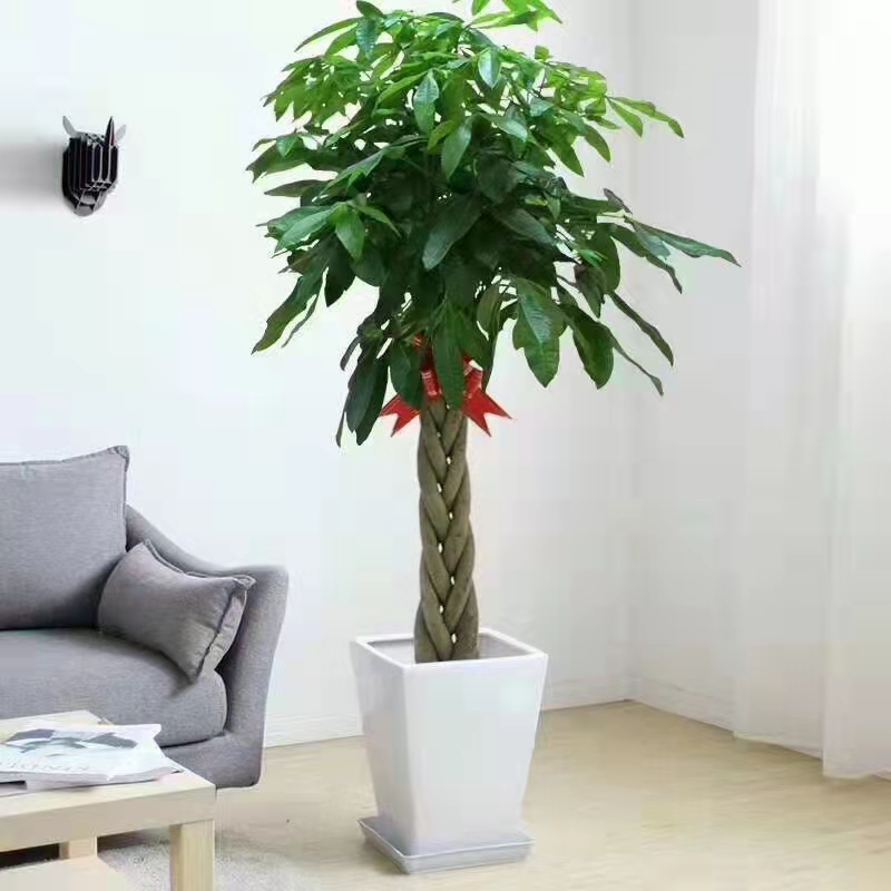 綠植花卉發(fā)財(cái)樹(shù)