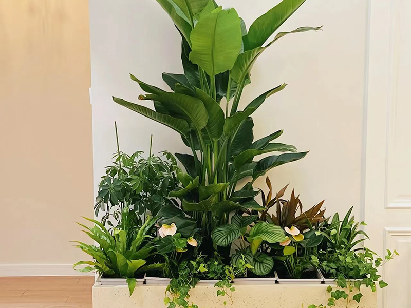 鳶尾花黃葉子是什么原因？怎么解決？