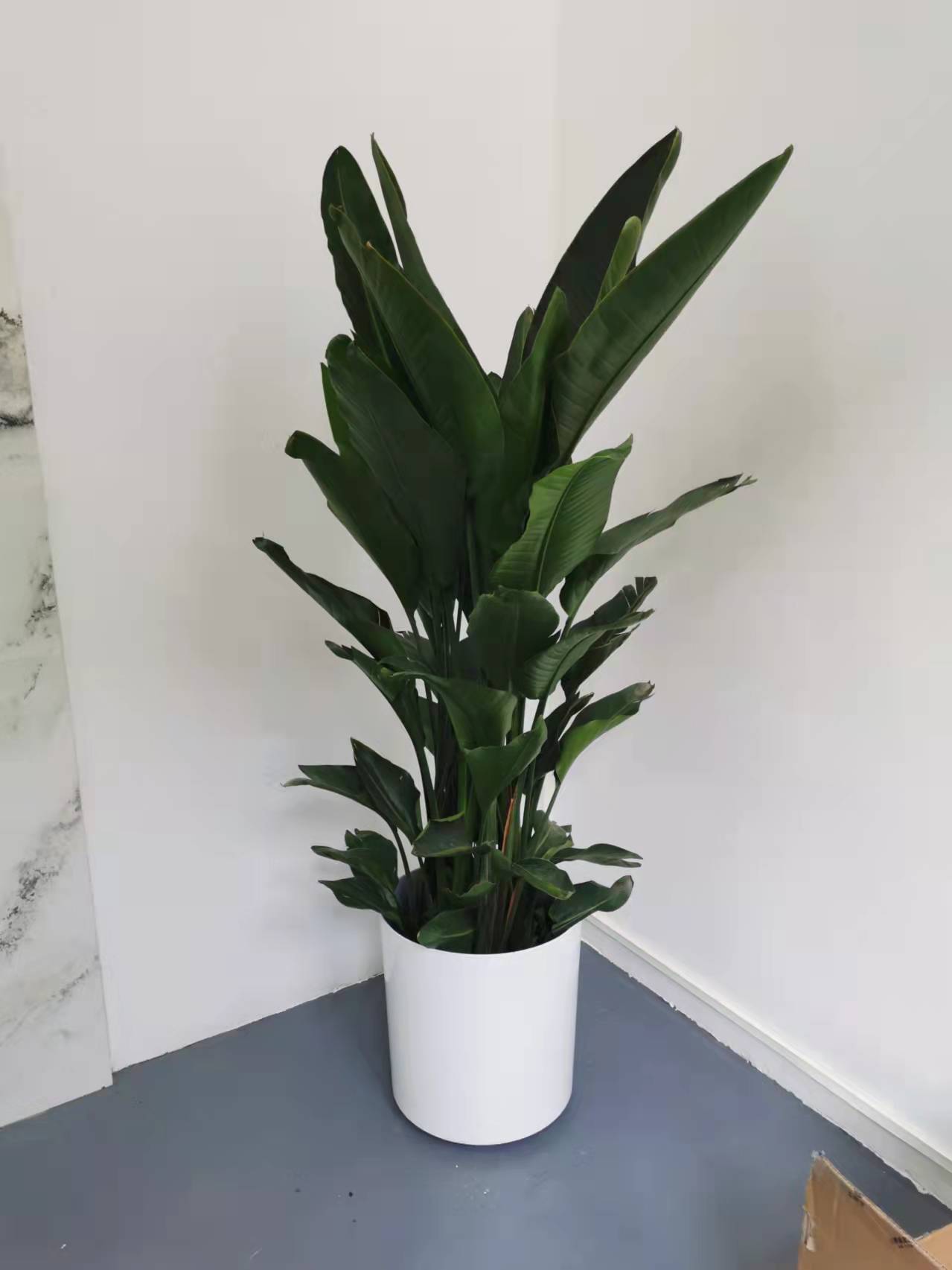 西城區(qū)綠植租擺阜成門(mén)綠植租擺金融街綠植租擺