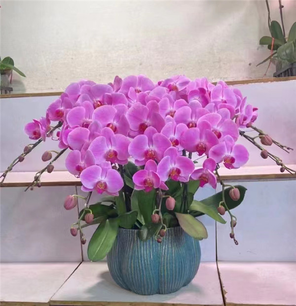 綠植租擺專(zhuān)業(yè)綠植租賃公司